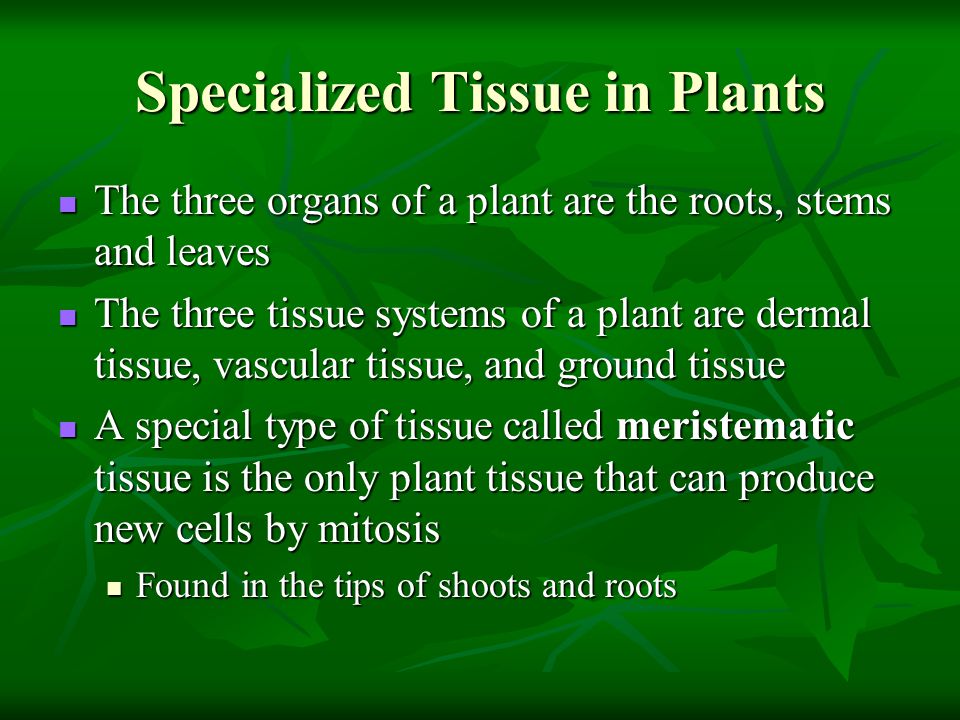 Specialized Tissue in Plants