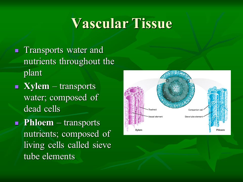 Vascular Tissue Transports water and nutrients throughout the plant