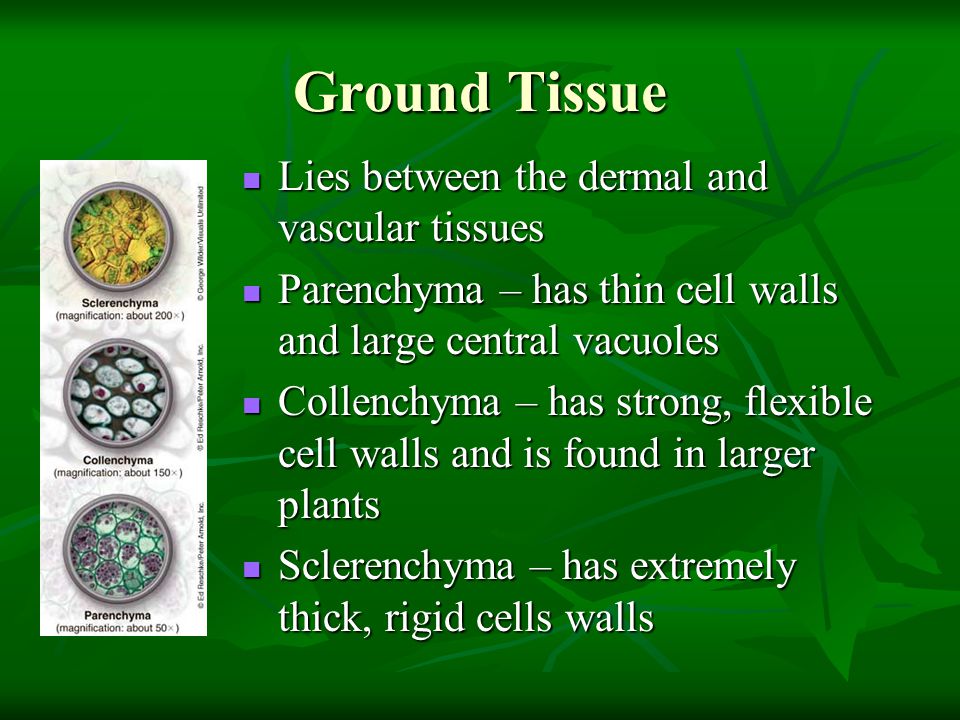 Ground Tissue Lies between the dermal and vascular tissues