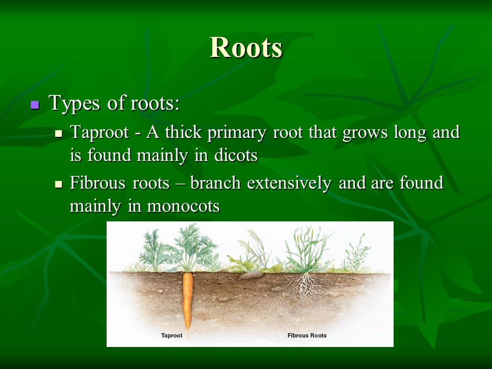 Roots Types of roots: Taproot - A thick primary root that grows long and is found mainly in dicots.
