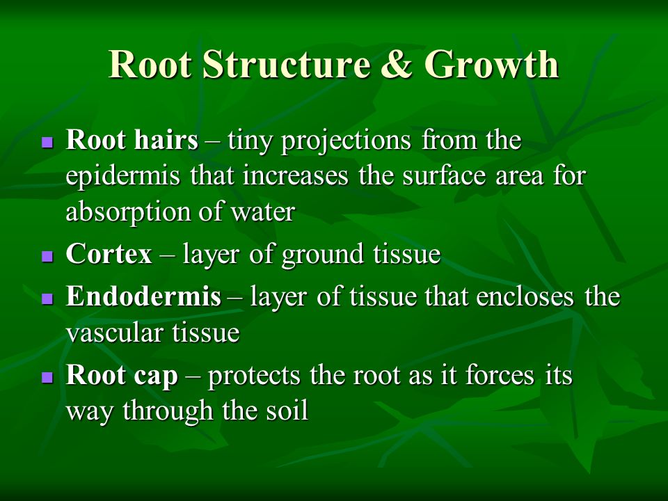 Root Structure & Growth