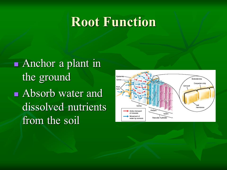 Root Function Anchor a plant in the ground