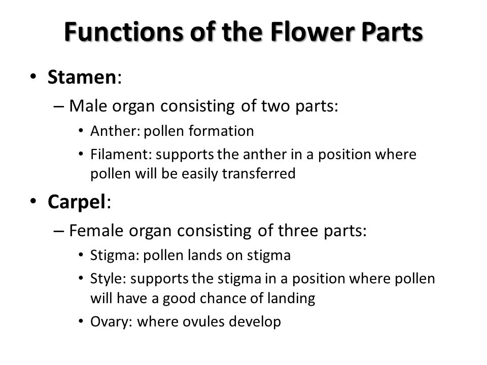 Functions of the Flower Parts