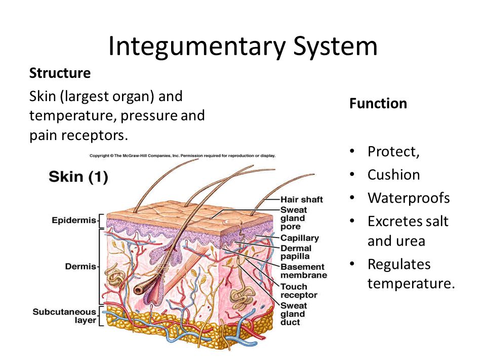 System animal. Integumentary System. Integumentary System Organs. Epidermis structure. Integumentary System structure of Skin.