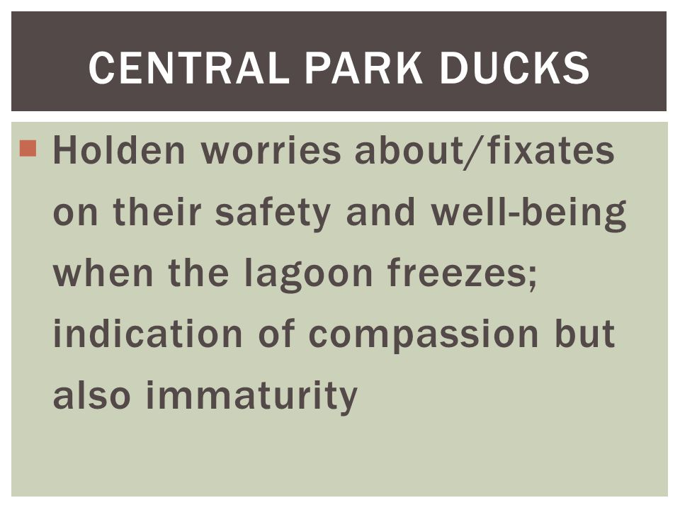 Central park ducks Holden worries about/fixates