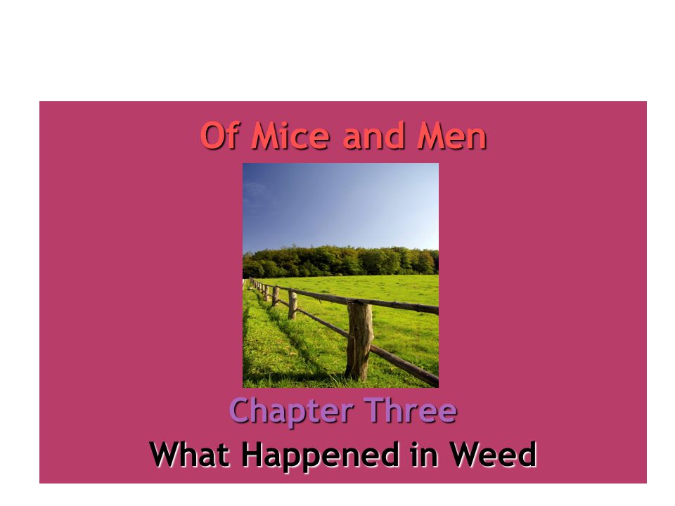 what happened in weed of mice and men