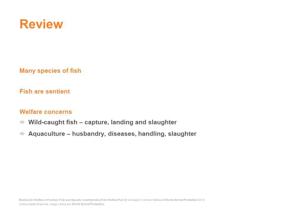 Review Many species of fish Fish are sentient Welfare concerns
