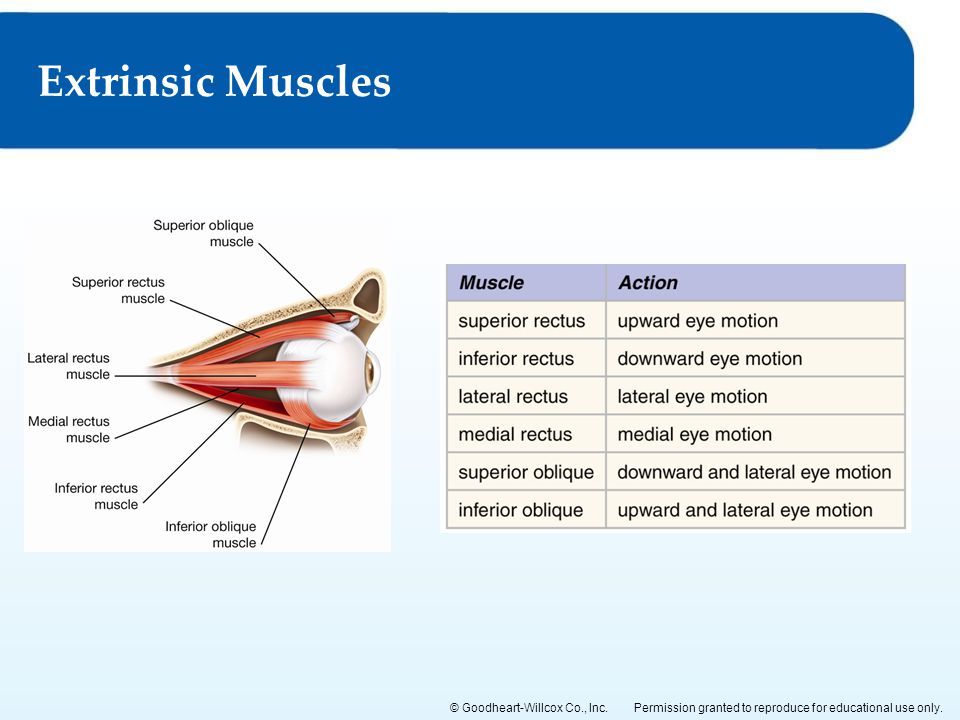 Extrinsic Muscles.