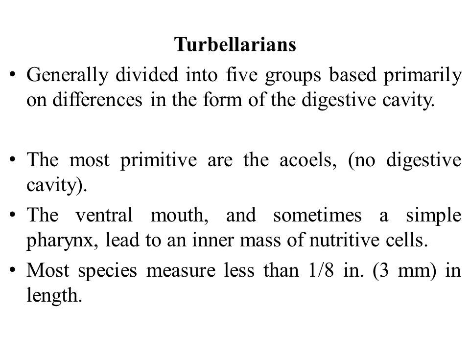 Turbellarians Generally divided into five groups based primarily on differences in the form of the digestive cavity.