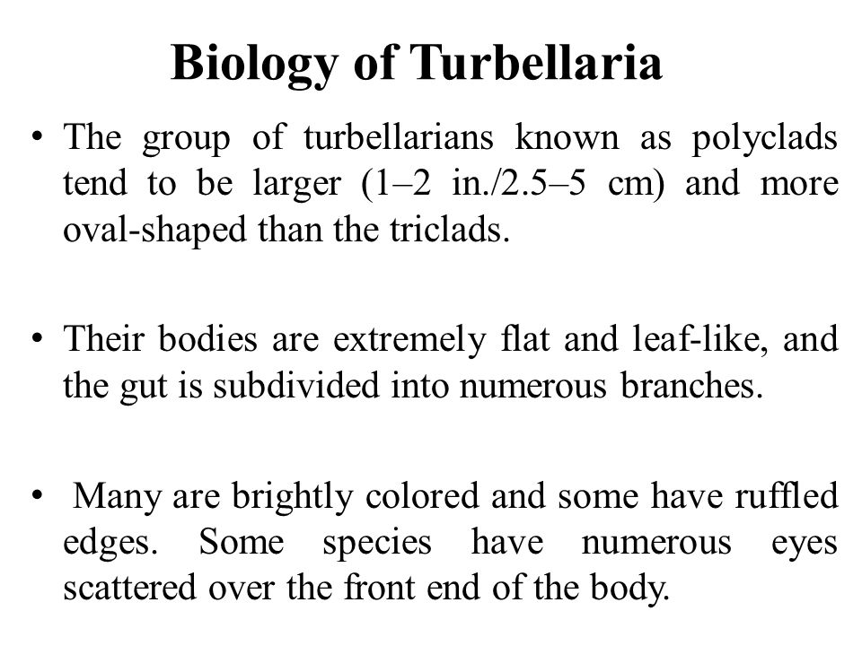 Biology of Turbellaria