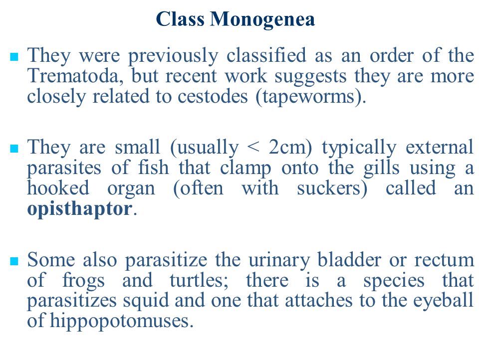 Class Monogenea