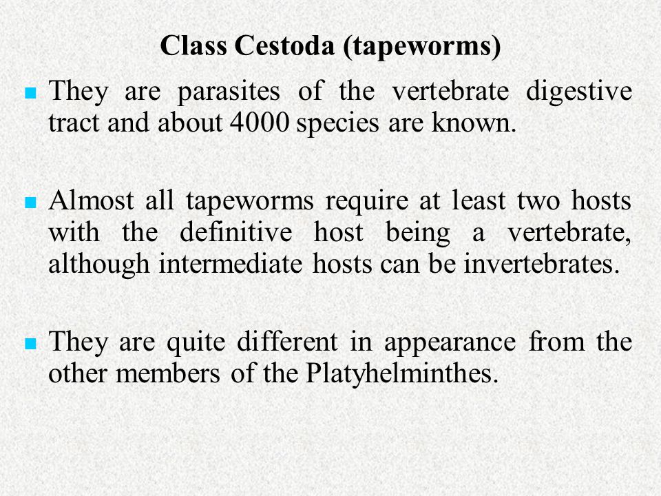 Class Cestoda (tapeworms)