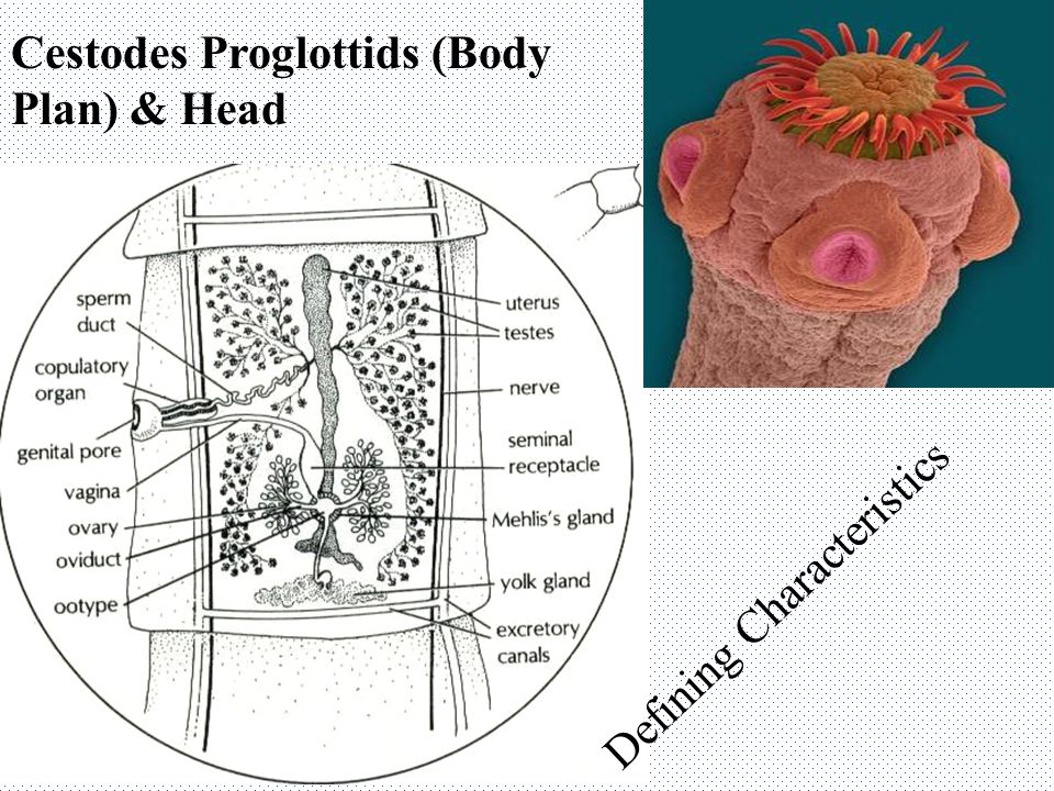 Cestodes Proglottids (Body Plan) & Head