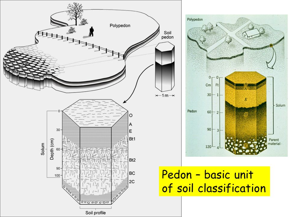 Basic unit. Canadian Soil classification 2022. Classification and interpretation of Soils. Canadian Soil classification 2022 picture. Polish Soil classification 2022 picture.