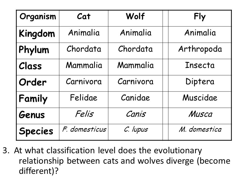 BELL WORK: 1. List the eight levels of classification in order from largest  (most general) to smallest (most specific). 2. Which two taxa make up an. -  ppt video online download
