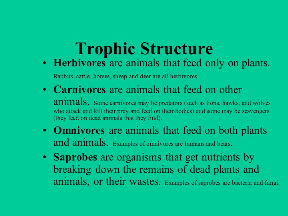 Trophic Structure Herbivores are animals that feed only on plants. Rabbits, cattle, horses, sheep and deer are all herbivores.