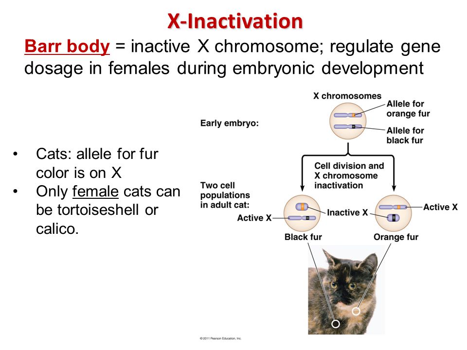 Ch. 15 Warm-Up Definitions: Sex-linked gene Barr body SRY gene - ppt video  online download