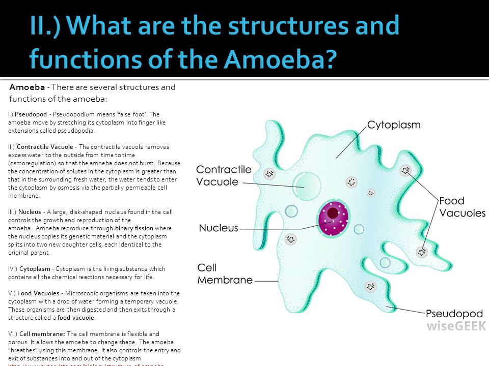 Section 4 2 Structures And Functions Of Protists Ppt Video Online Download