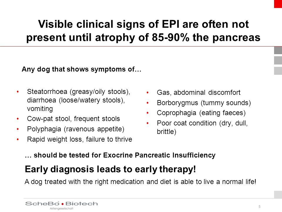 Diagnosis Exclusion Of Canine Exocrine Pancreatic Insufficiency Epi Ppt Video Online Download