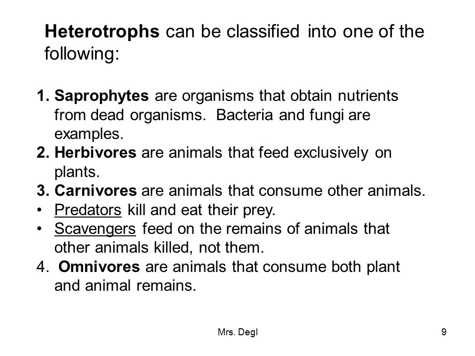 Heterotrophs can be classified into one of the following: