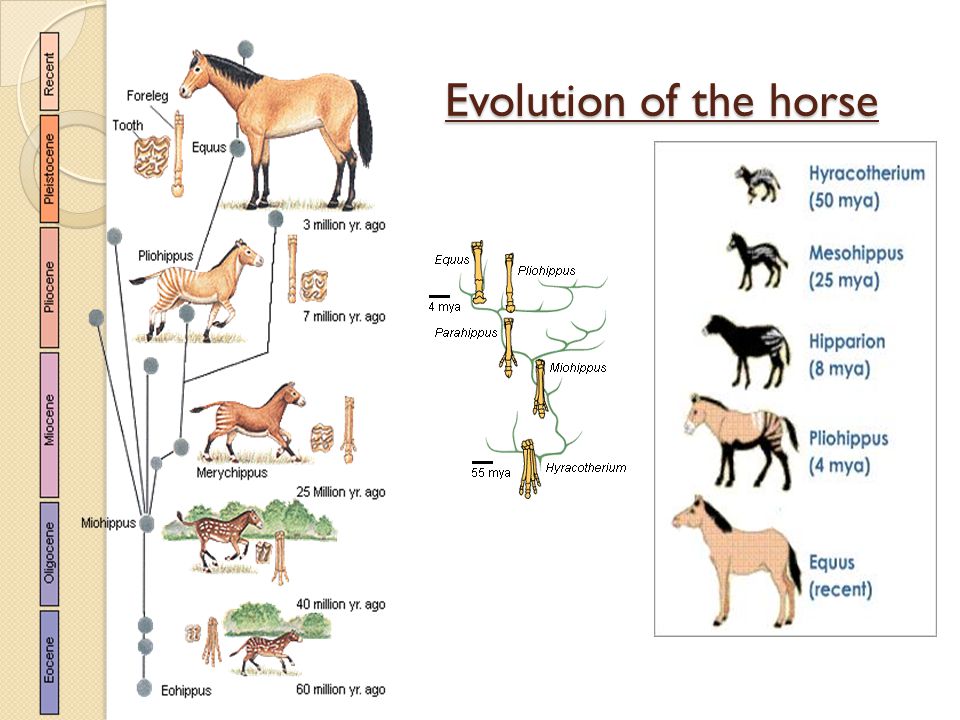 Horse Evolution Chart
