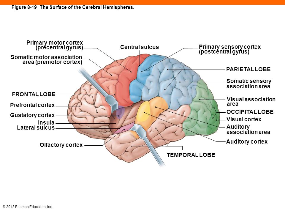 Brain 8 1. Проекционные и ассоциативные зоны коры. Проекционные зоны коры головного мозга  все. Проекционные зоны коры головного мозга входят в состав. Zones assotsiativ of the cerebral Hemispheres Cortex.