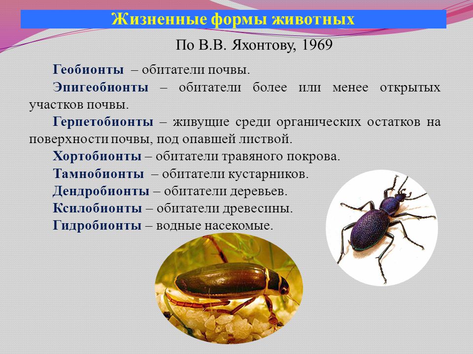 Жизненные формы значение