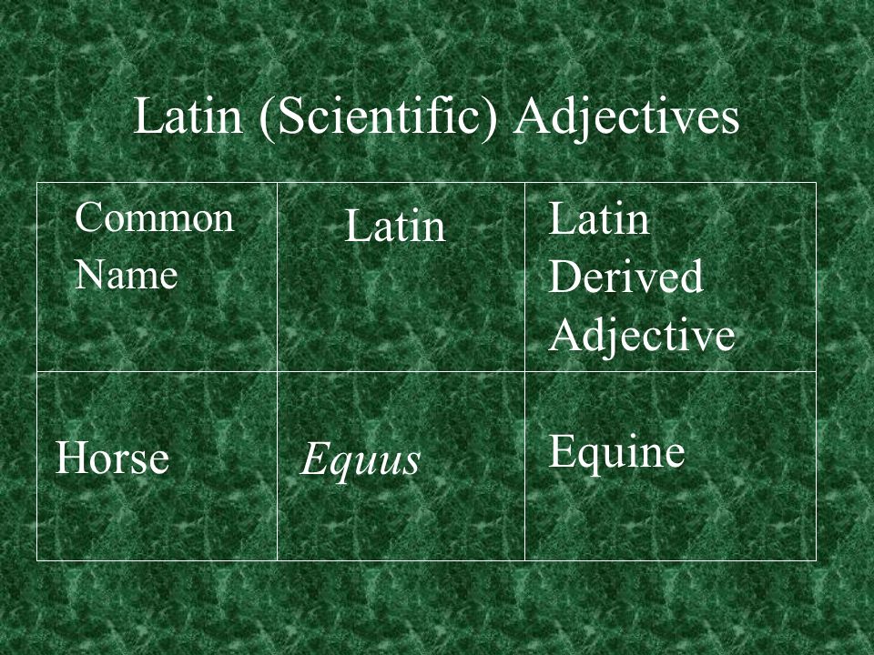 Latin (Scientific) Adjectives