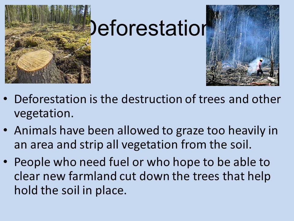 Deforestation Deforestation is the destruction of trees and other vegetation.