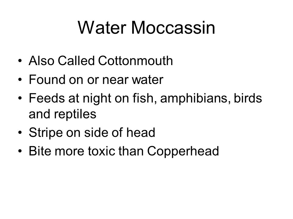 Water Moccassin Also Called Cottonmouth Found on or near water