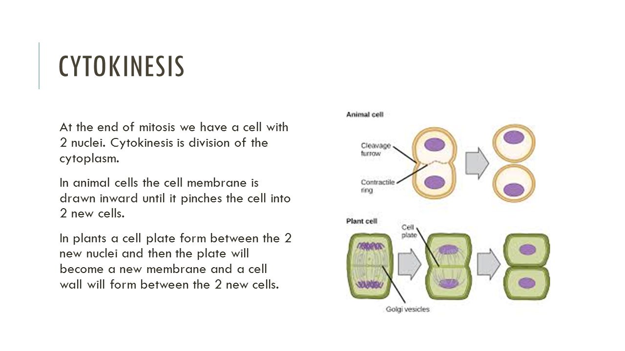 Cytokinesis At the end of mitosis we have a cell with 2 nuclei. Cytokinesis is division of the cytoplasm.