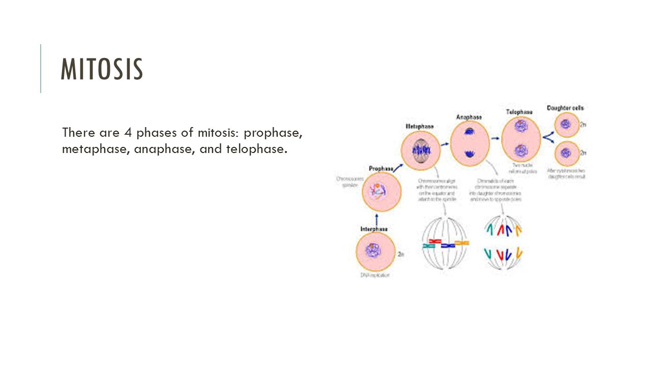 Mitosis There are 4 phases of mitosis: prophase, metaphase, anaphase, and telophase.