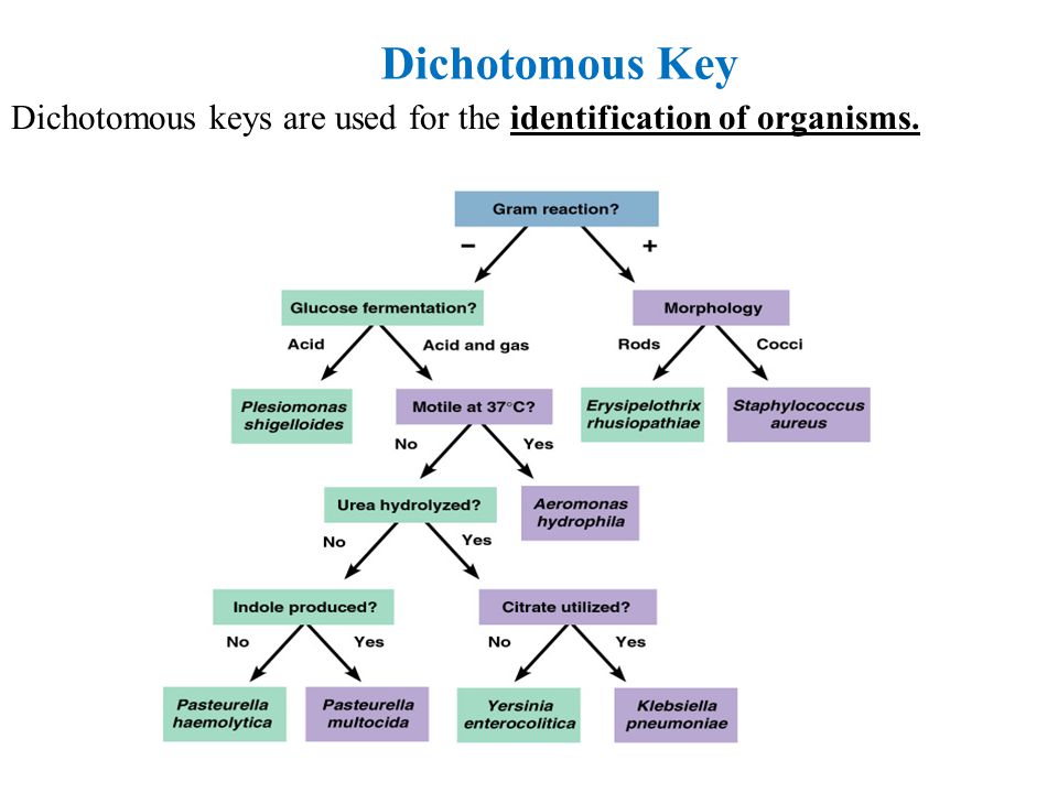 Dichotomous Key. 