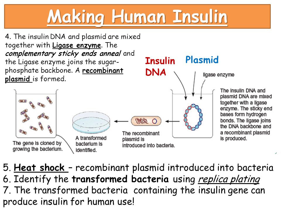 Гибридизация плазмид. Recombinant Insulin. Plasmid DNA. Human Insulin. Использование рекомбинантных плазмид.