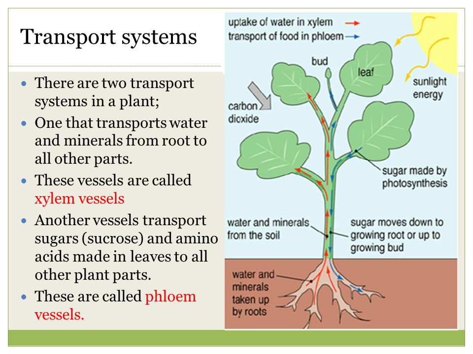 Plant в прошедшем. Transport System in Plant. Transport of Water in Plants. What is Plant. Plant Introduction.