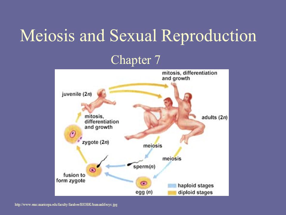 Stages Of Meiosis And Sexual Reproduction