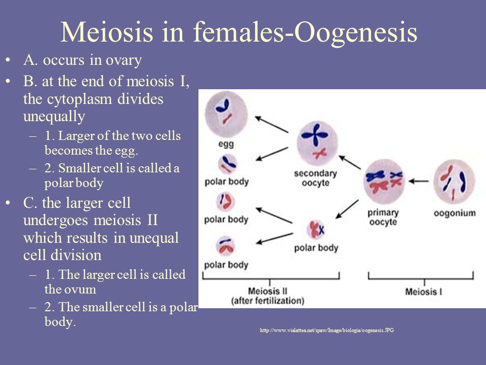 Meiosis in females-Oogenesis 