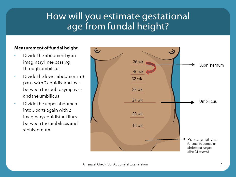How will you estimate gestational age from fundal height