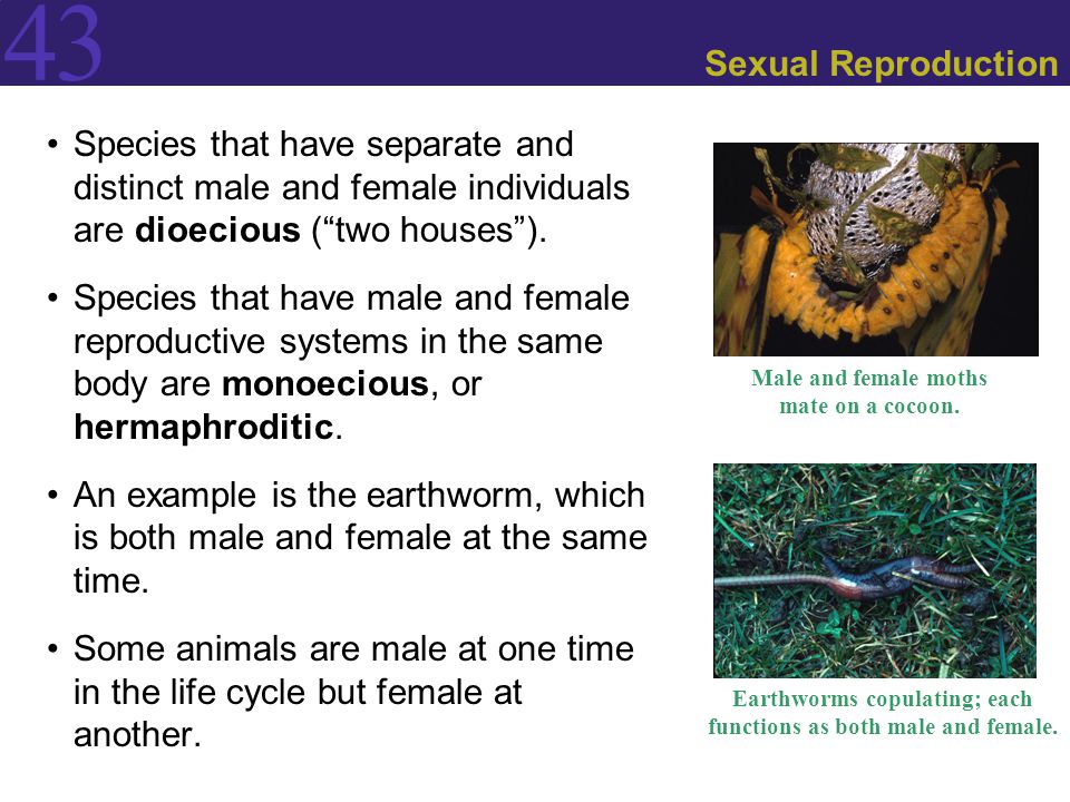 Animal Reproduction. - ppt download