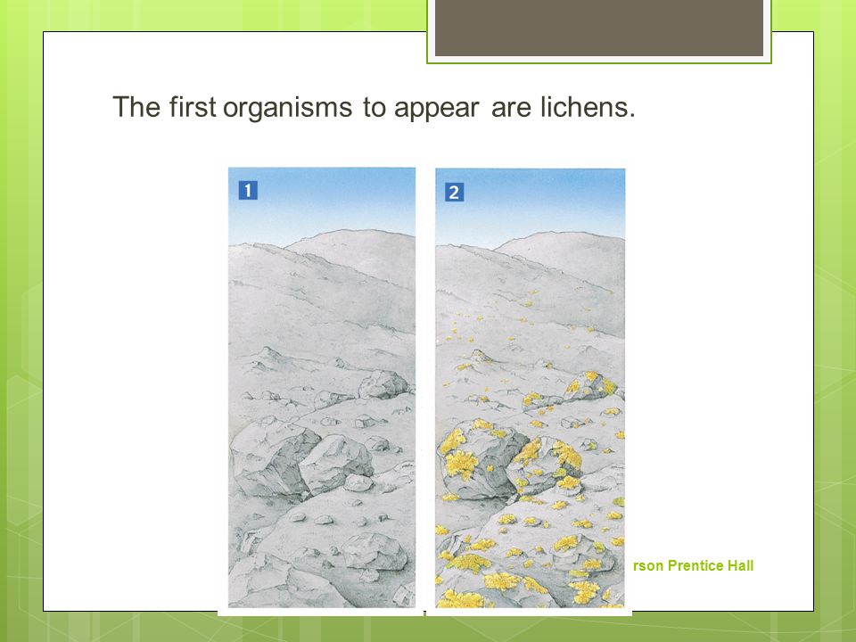 The first organisms to appear are lichens.
