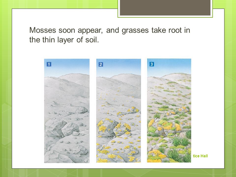 Mosses soon appear, and grasses take root in the thin layer of soil.