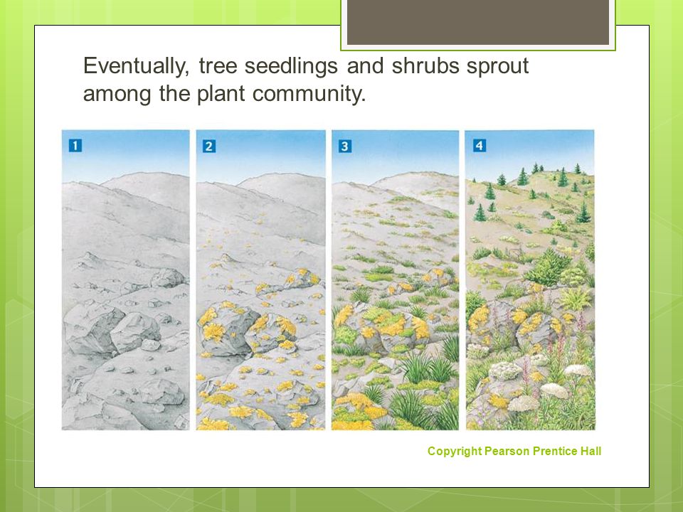 Eventually, tree seedlings and shrubs sprout among the plant community.