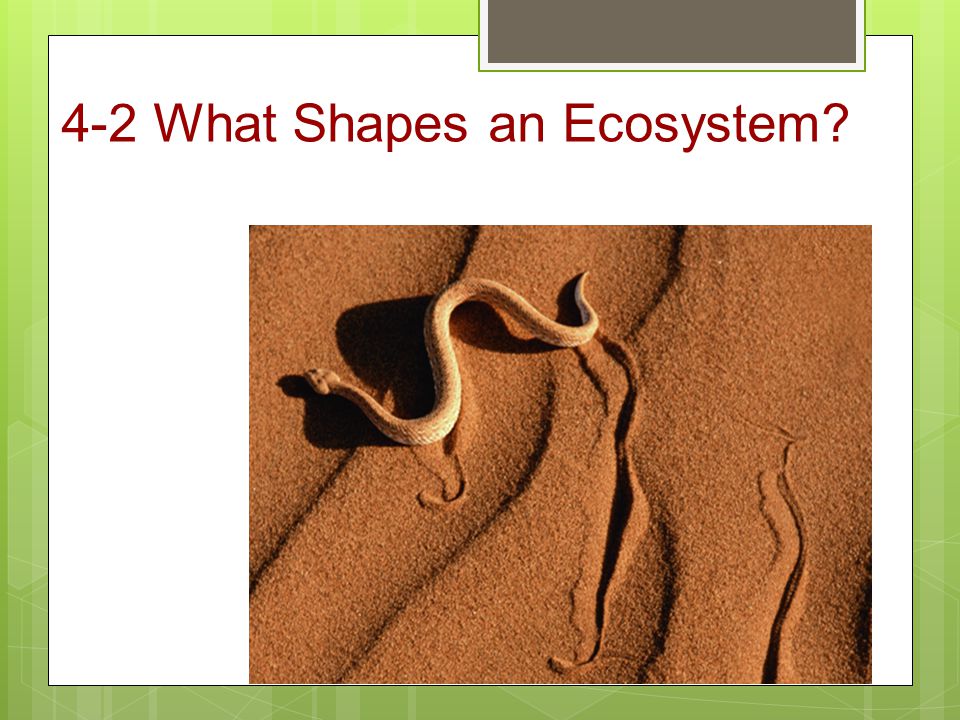4-2 What Shapes an Ecosystem
