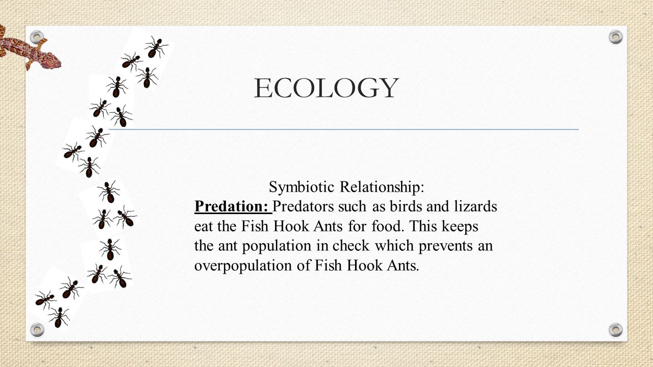 Symbiotic Relationship: