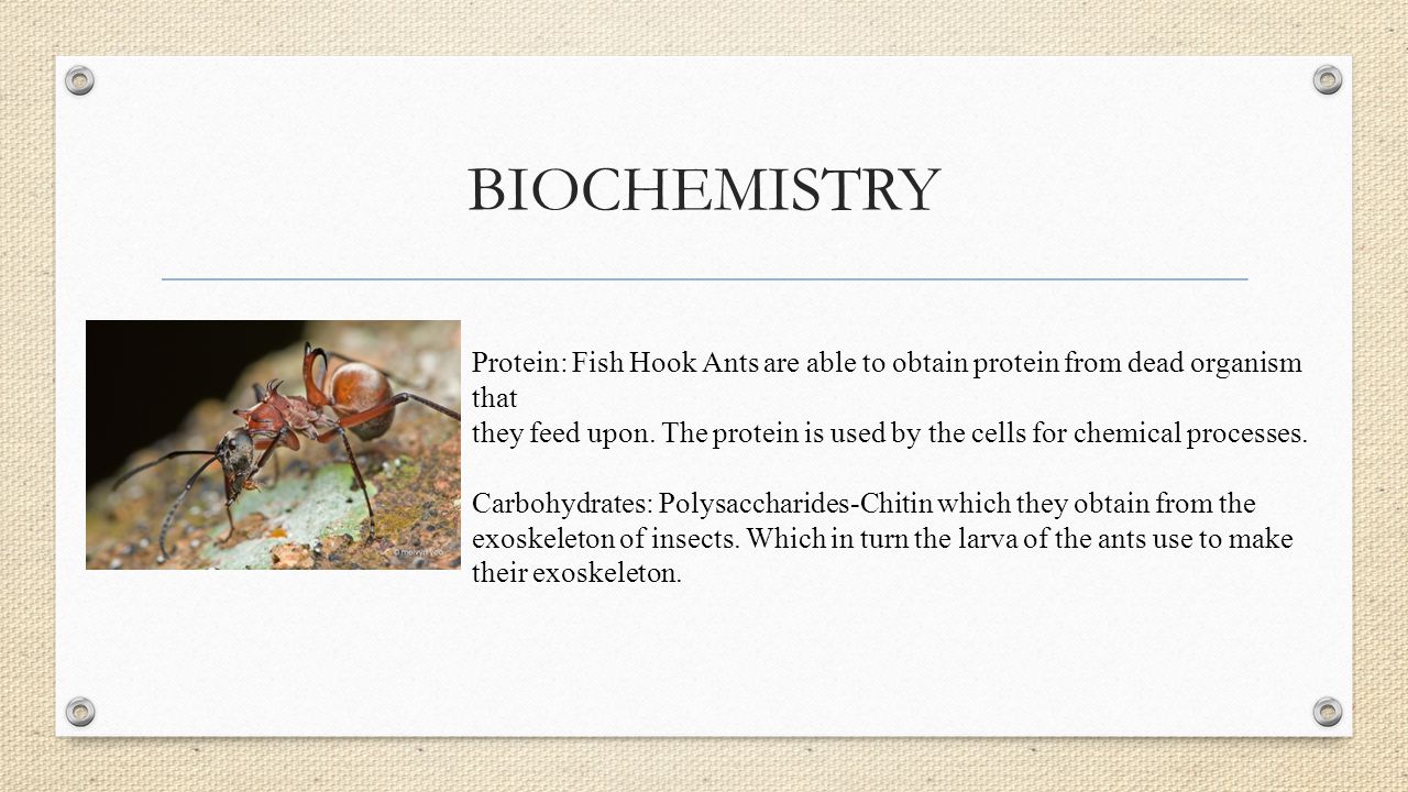 BIOCHEMISTRY Protein: Fish Hook Ants are able to obtain protein from dead organism that.