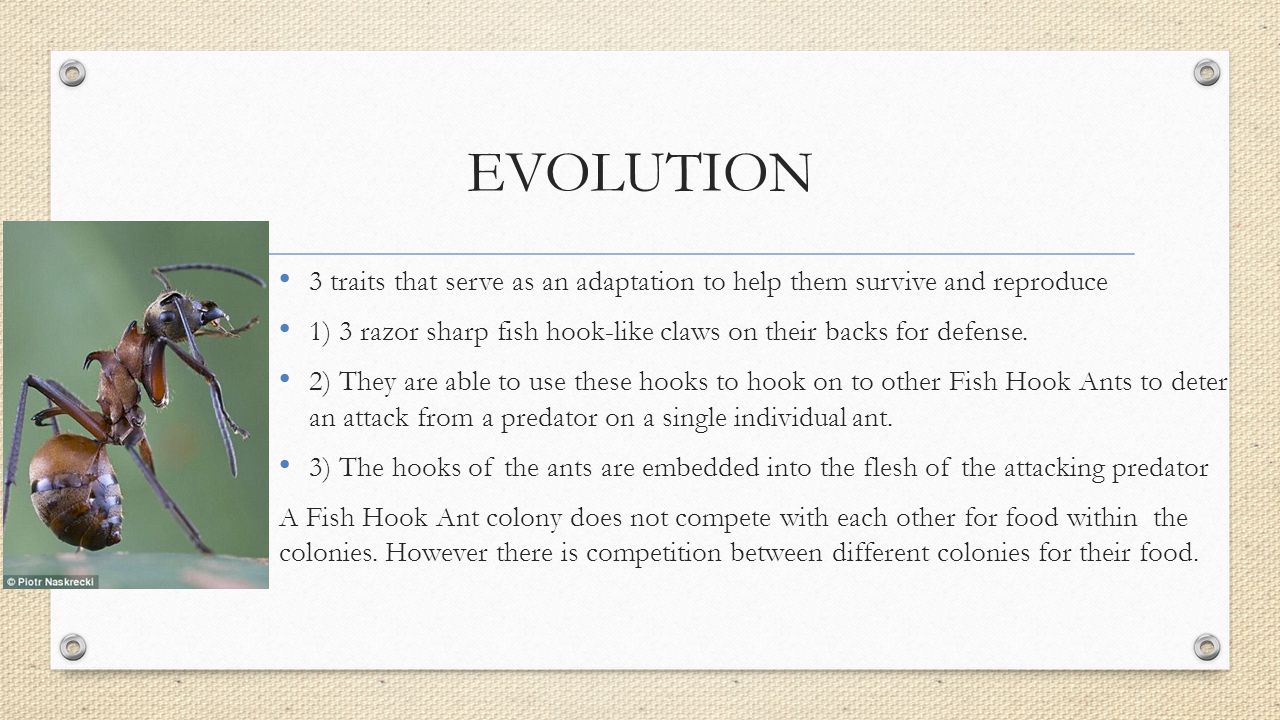 EVOLUTION 3 traits that serve as an adaptation to help them survive and reproduce. 1) 3 razor sharp fish hook-like claws on their backs for defense.