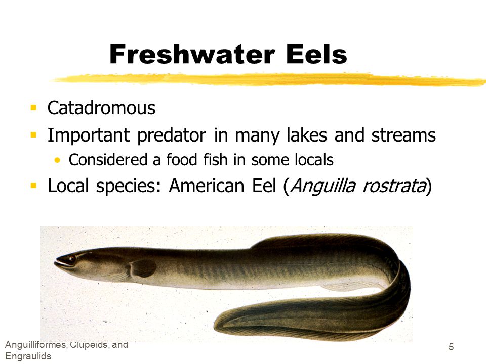 Order Anguilliformes Eels Ppt Video Online Download