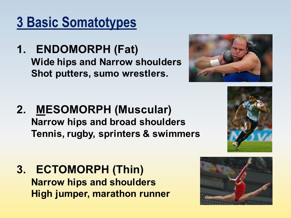 3 Basic Somatotypes ENDOMORPH (Fat) MESOMORPH (Muscular)