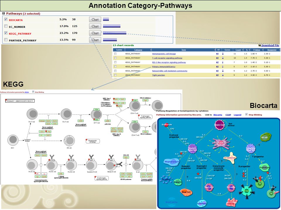 Annotation Category-Pathways