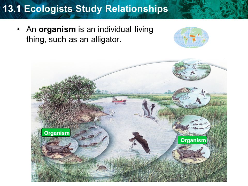 An organism is an individual living thing, such as an alligator.